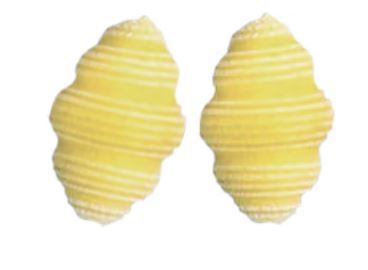 Clam Shells